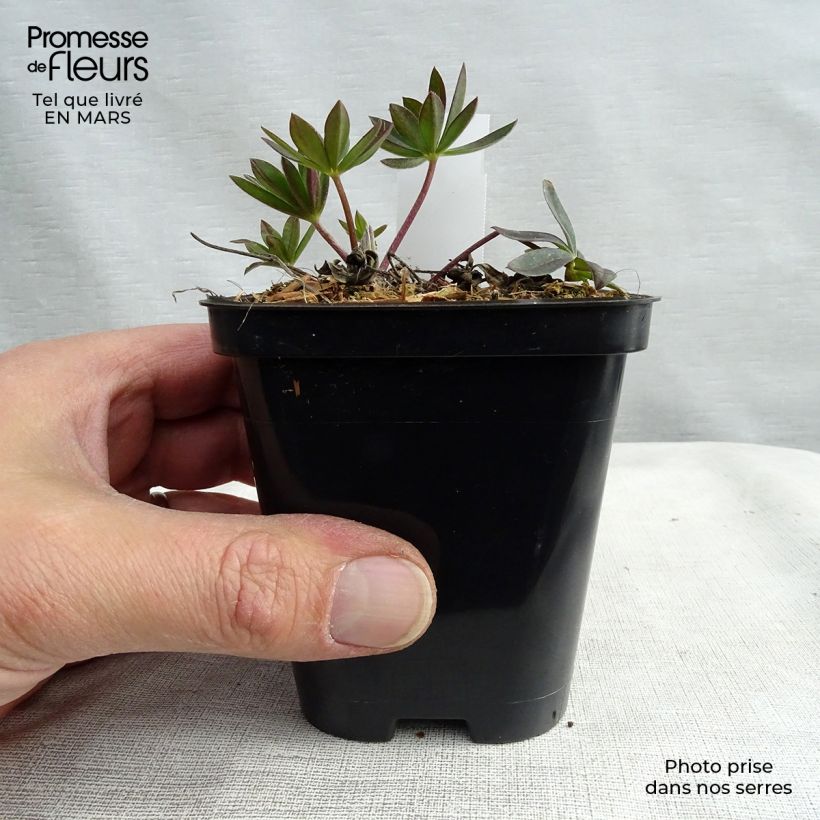 Example of Lupin Gallery Red Godet de 8/9 cm as you get in printemps