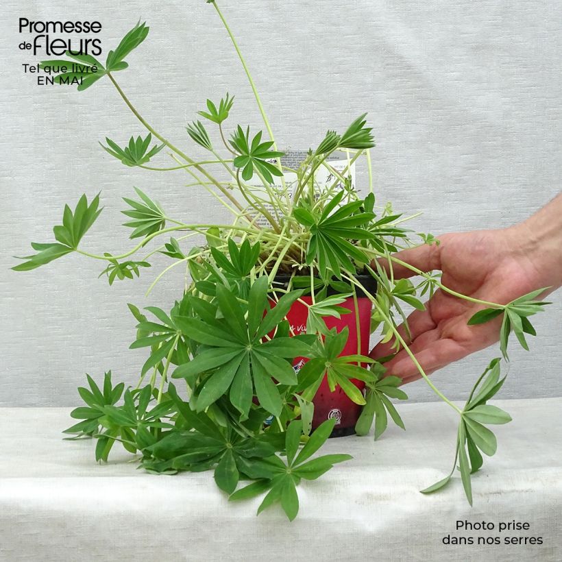 Example of Lupin Gallery Red Pot de 2L/3L as you get in printemps