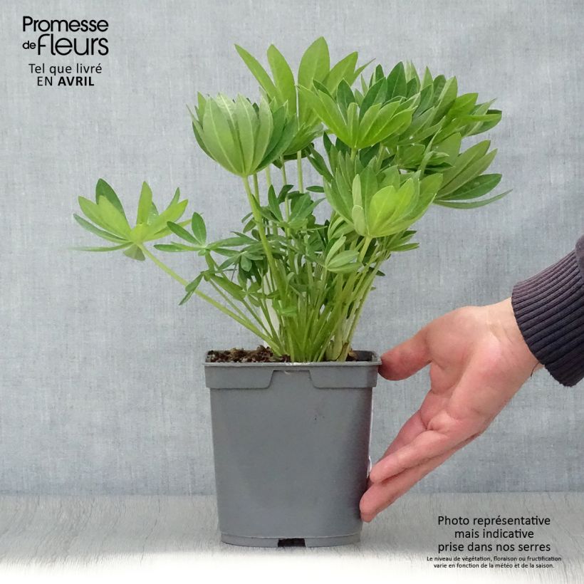 Example of Lupin Gallery White Pot de 2L/3L as you get in printemps