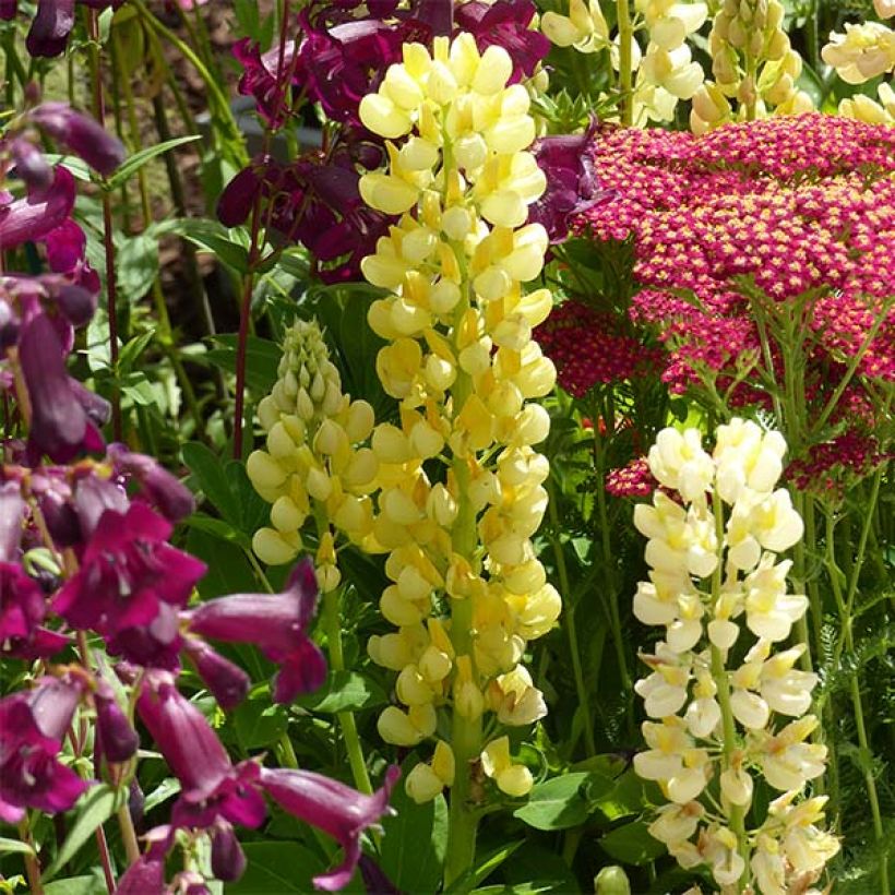 Lupin Gallery Yellow (Flowering)