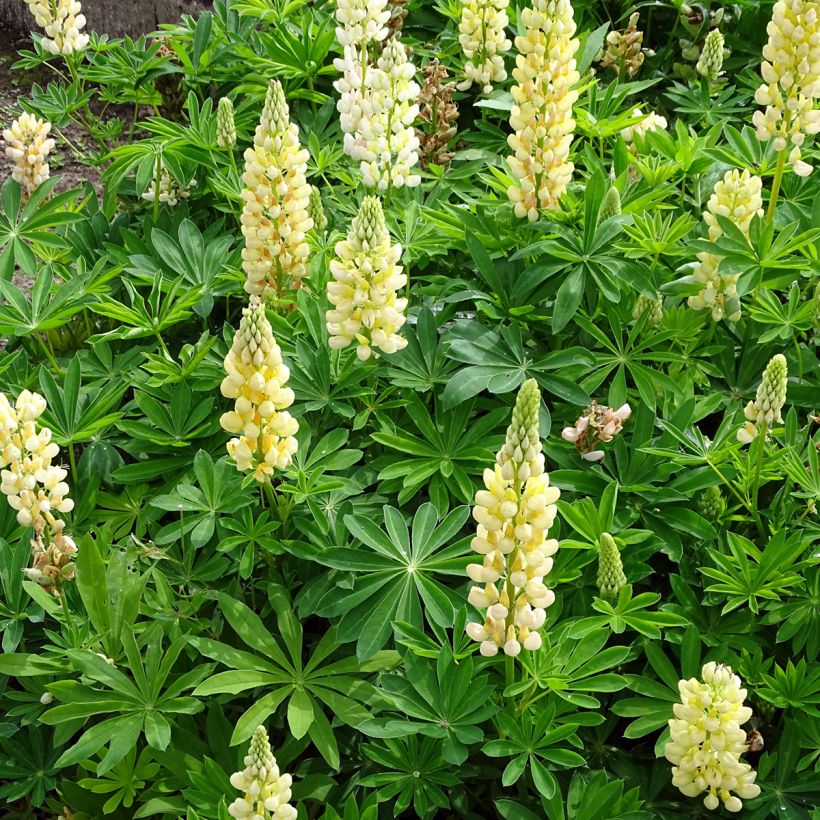 Lupin Gallery Yellow (Plant habit)