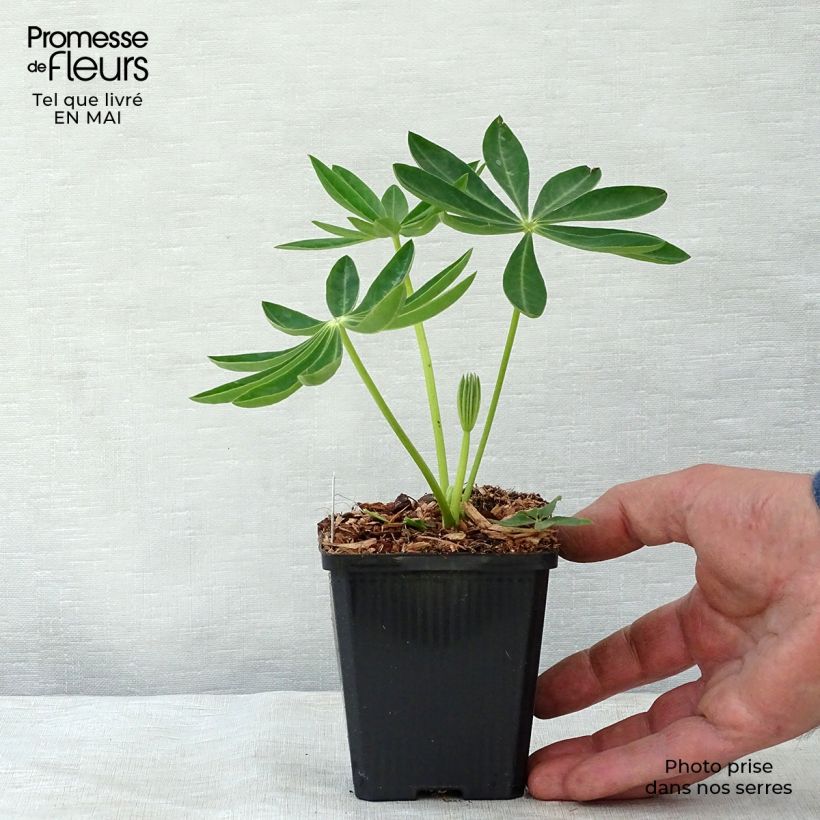 Example of Lupin Gallery Yellow Godet de 8/9 cm as you get in printemps