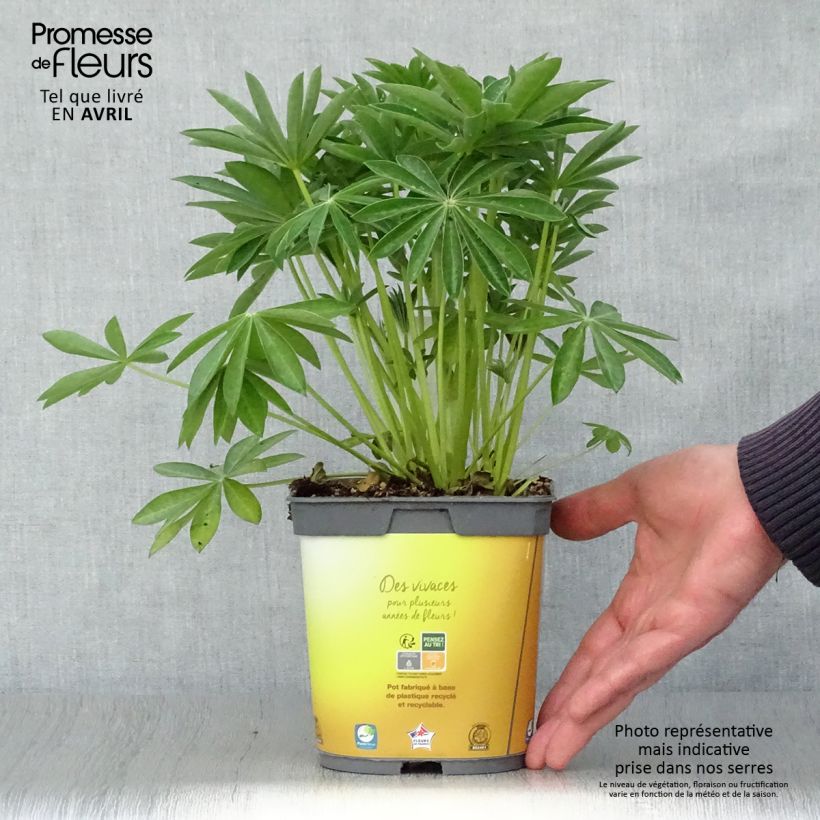 Example of Lupin Gallery Yellow Pot de 2L/3L as you get in printemps