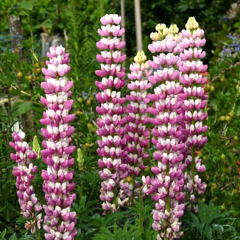 Lupin La Chatelaine rose (Flowering)