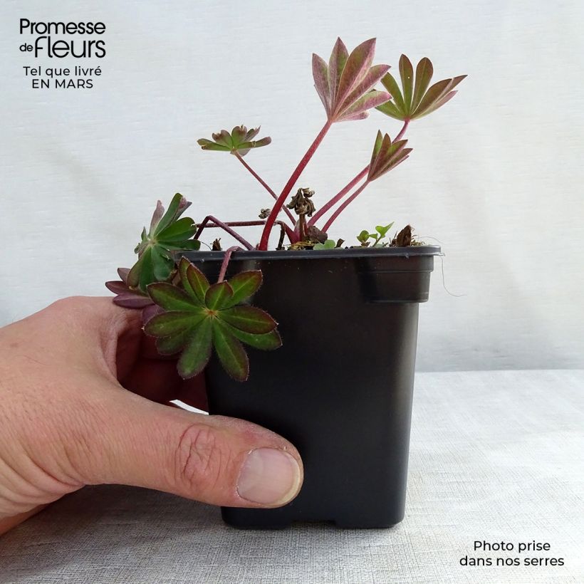 Example of Lupin La Chatelaine rose Godet de 7/8 cm as you get in printemps