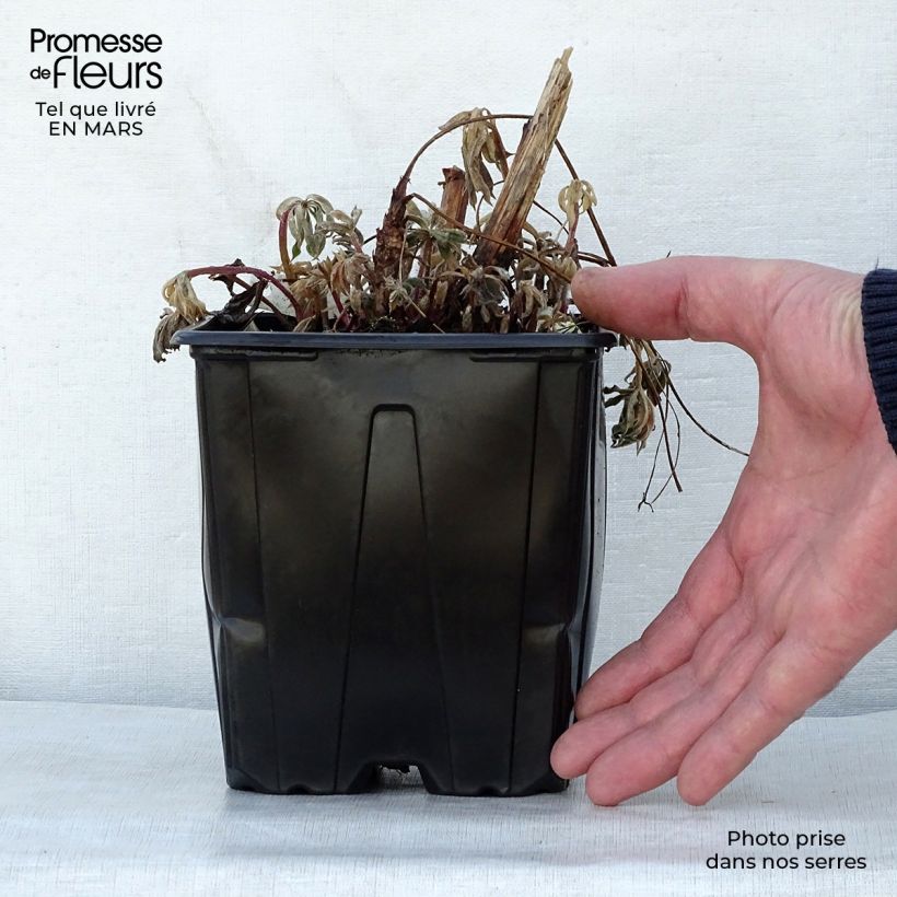 Example of Lupin La Chatelaine rose Pot de 2L/3L as you get in printemps