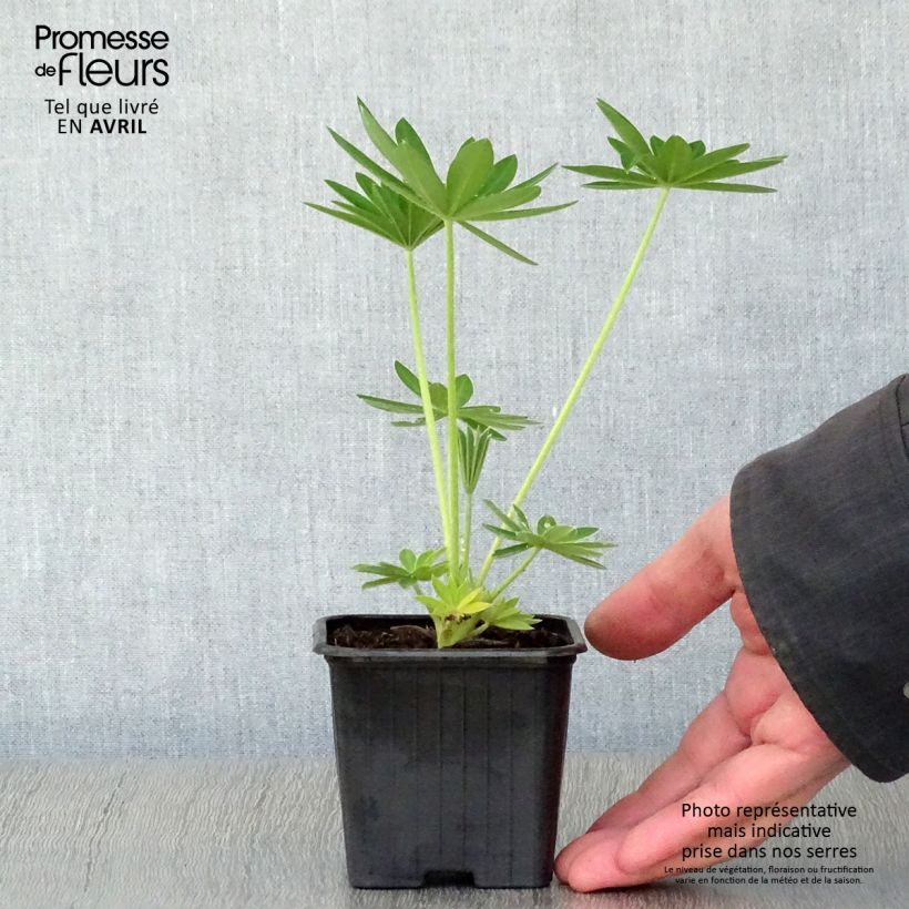 Example of Lupin La Demoiselle (Noble Maiden) blanc Godet de 7/8 cm as you get in printemps