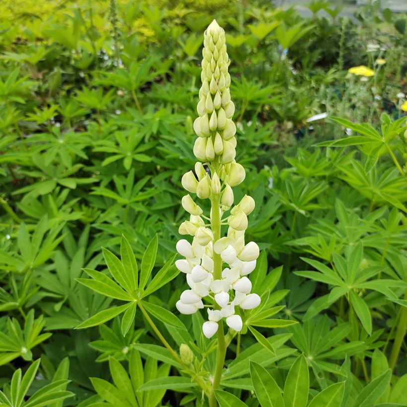 Lupin La Demoiselle (Noble Maiden) blanc (Flowering)