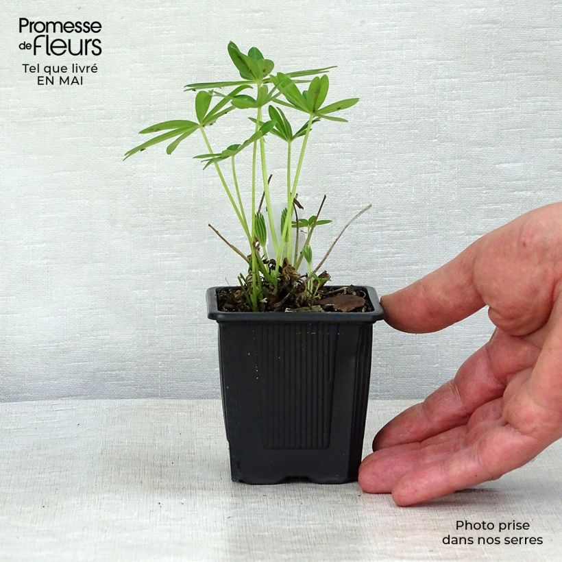 Example of Lupin Le Chandelier jaune Godet de 7/8 cm as you get in printemps