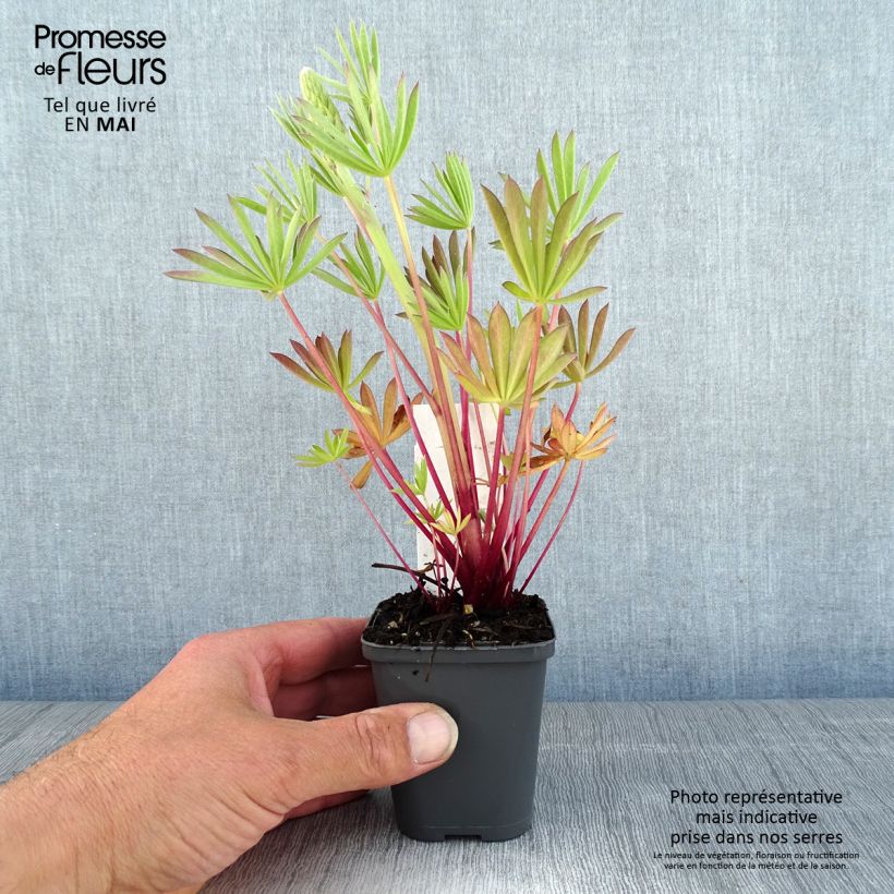 Example of Lupin Minaret (Minarette) Godet de 8/9 cm as you get in printemps