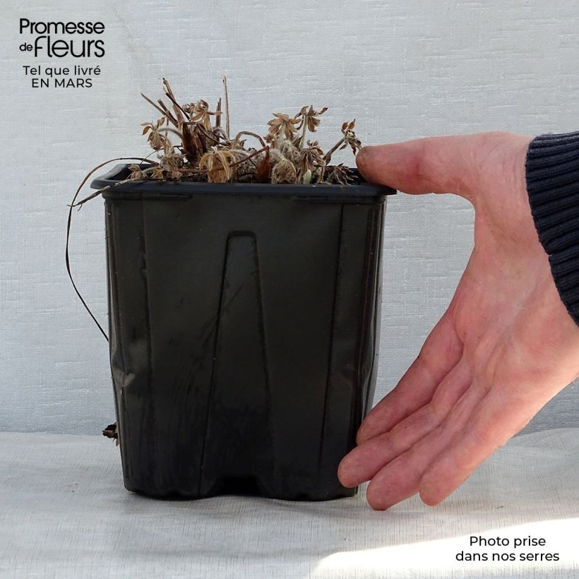 Spécimen de Lupin Mon Chateau (My Castle) rouge Pot de 2L/3L tel que livré au printemps