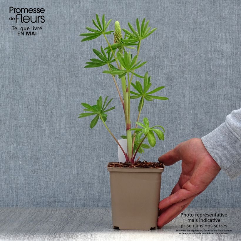 Spécimen de Lupin West Country Blossom rose pâle Pot de 10 cm/11cm tel que livré au printemps