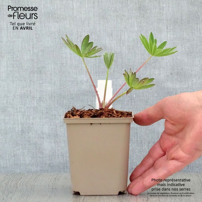 Example of Lupin West Country Manhattan Lights Godet de 8/9 cm as you get in printemps