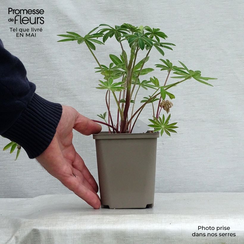 Example of Lupin West Country Red Rum rose-rouge et blanc. Pot de 10 cm/11cm as you get in printemps