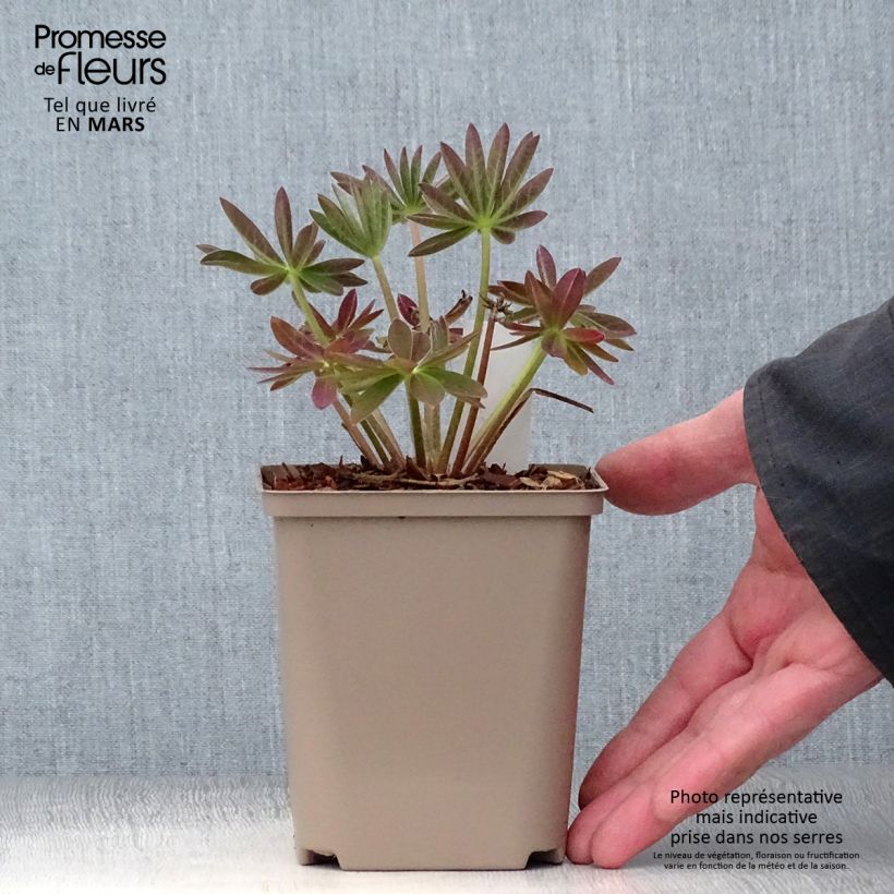 Spécimen de Lupin West Country Salmon Star saumon Pot de 10 cm/11cm tel que livré au printemps