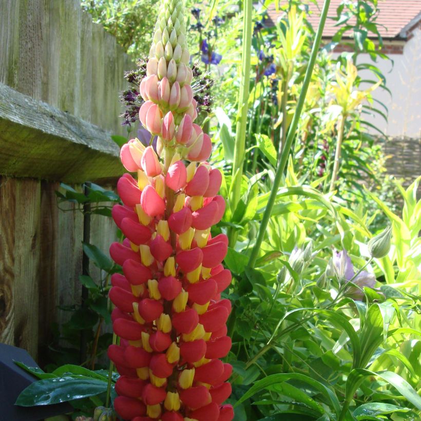 Lupin West Country Tequila Flame rouge et jaune (Flowering)