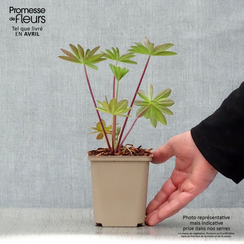 Example of Lupin West Country Tequila Flame rouge et jaune Pot de 10 cm/11cm as you get in printemps