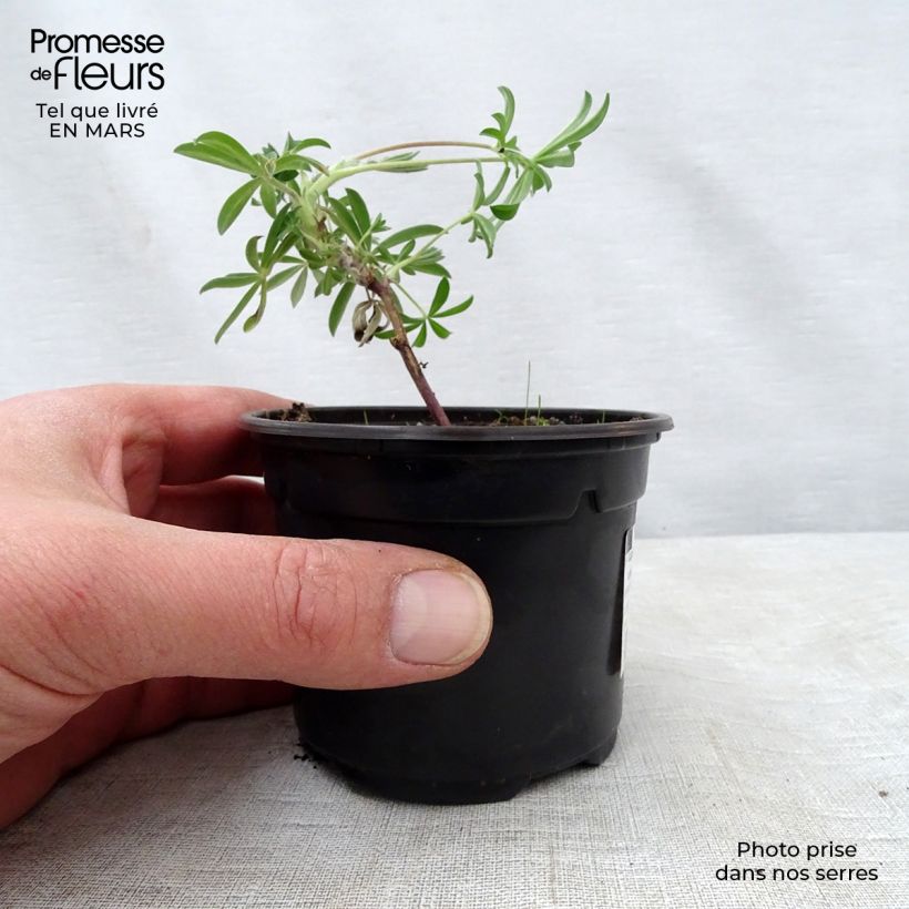 Spécimen de Lupin arboreus Godet de 7/8 cm tel que livré au printemps