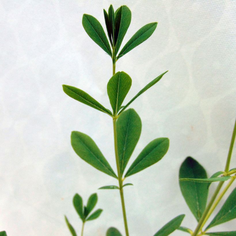 Lupin indigo - Baptisia australis Alba (Foliage)