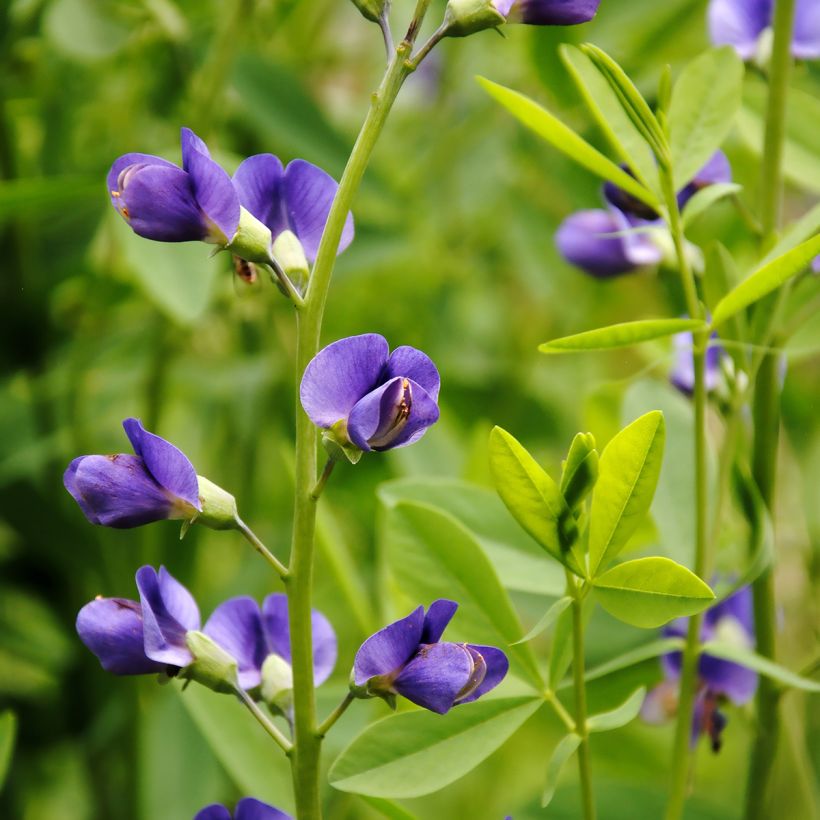 Lupin indigo, Baptisia australis (Flowering)