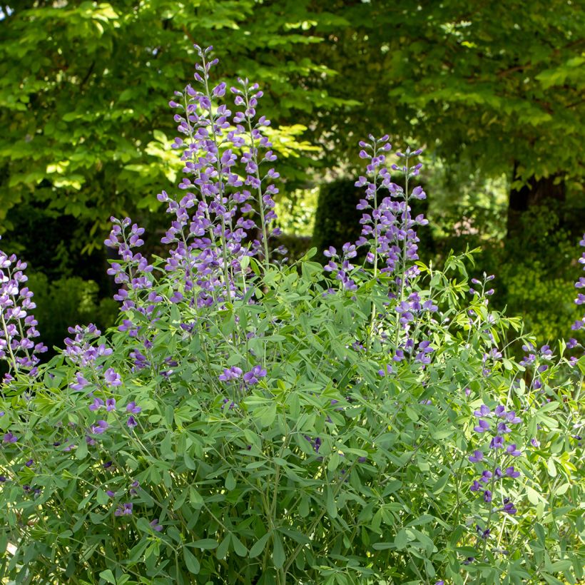 Lupin indigo, Baptisia australis (Plant habit)
