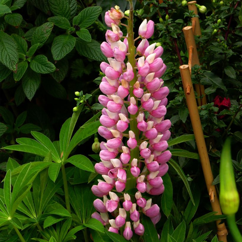 Lupin Minaret (Minarette) (Flowering)