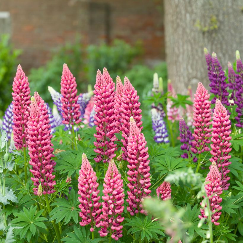 Lupin Minaret (Minarette) (Plant habit)
