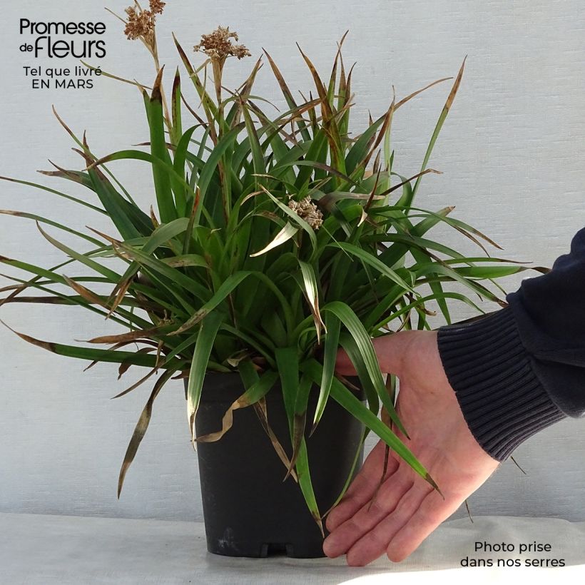 Example of Luzula sylvatica - Luzule des bois Pot de 2L/3L as you get in printemps