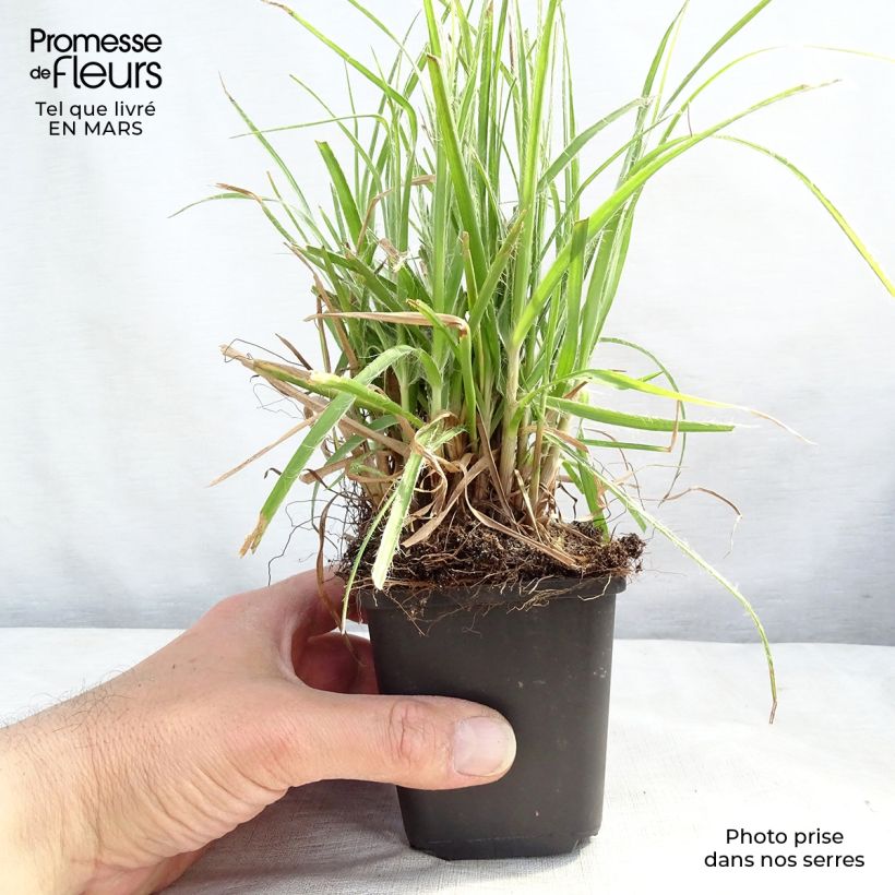 Example of Luzule blanche - Luzula nivea Godet de 8/9 cm as you get in printemps