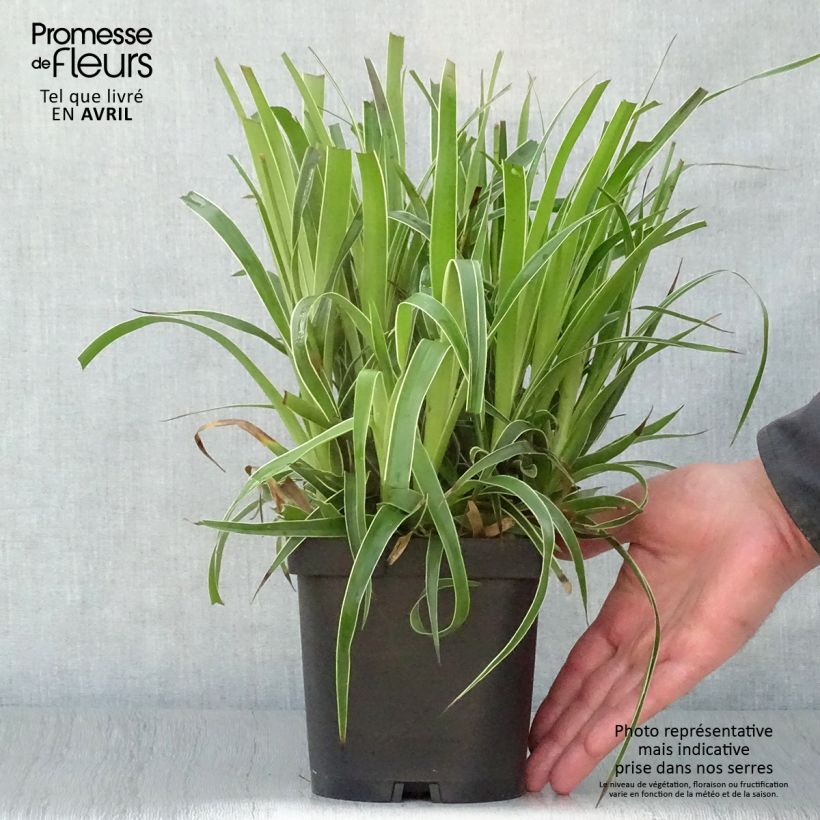 Example of Luzule des bois - Luzula sylvatica Marginata Pot de 2L/3L as you get in printemps