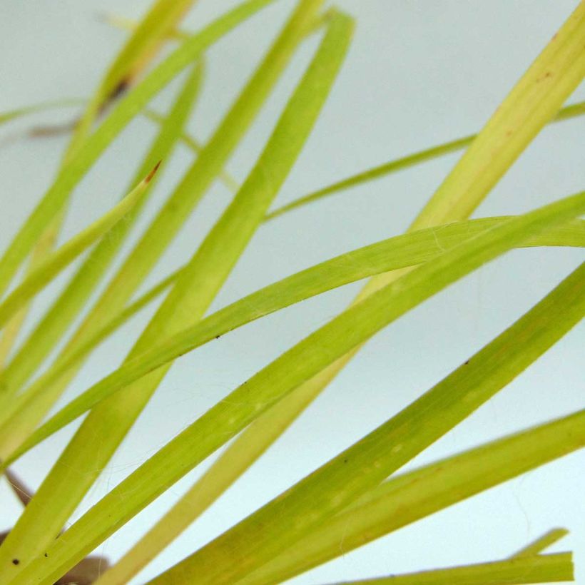 Luzule des bois- Luzula sylvatica Solar Flare (Foliage)