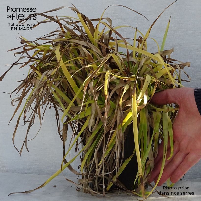 Example of Luzule des bois- Luzula sylvatica Solar Flare Pot de 2L/3L as you get in printemps