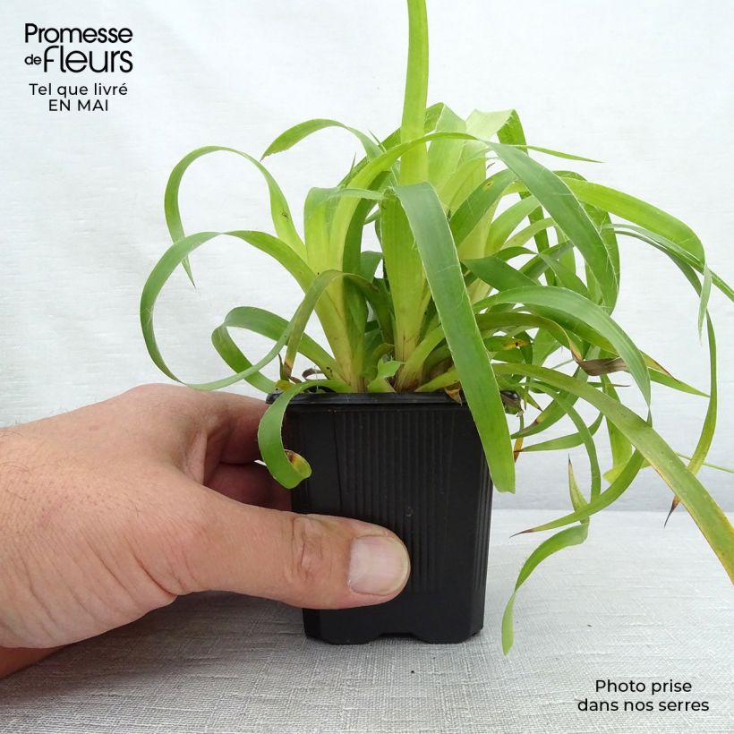 Example of Luzule des bois- Luzula sylvatica Solar Flare Godet de 8/9 cm as you get in printemps