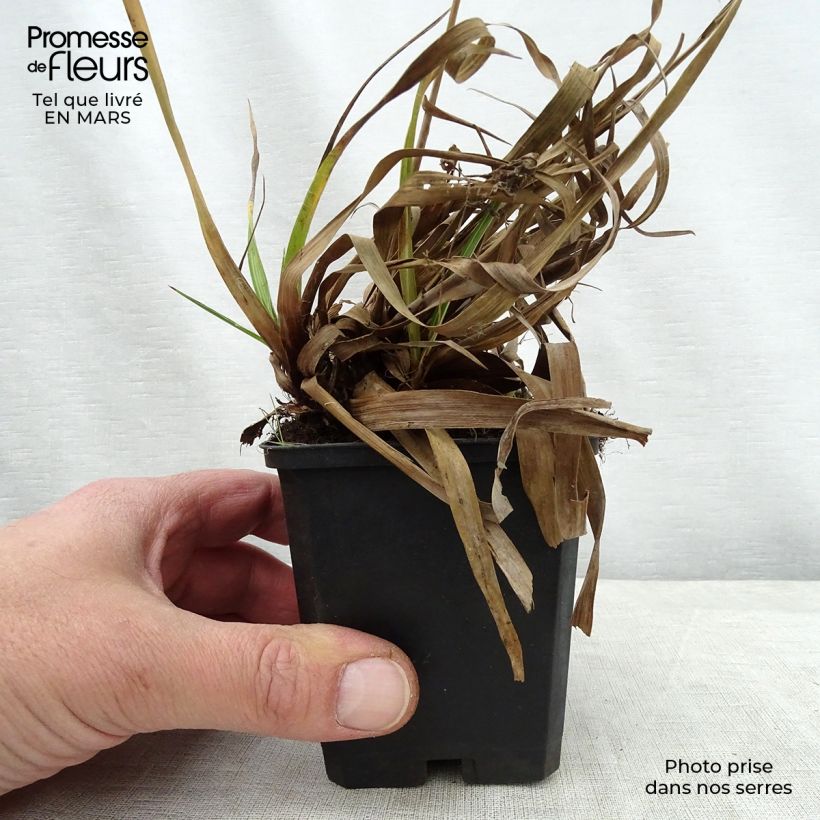 Example of Luzule des bois - Luzula sylvatica Surprise Godet de 8/9 cm as you get in printemps