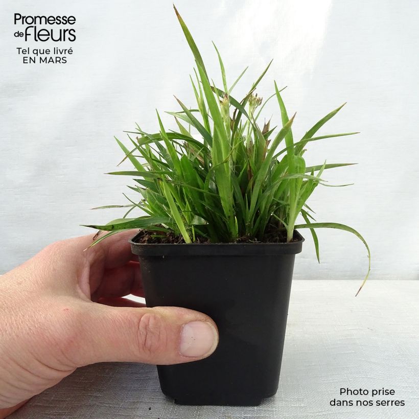 Example of Luzule printanière - Luzula pilosa Godet de 8/9 cm as you get in printemps