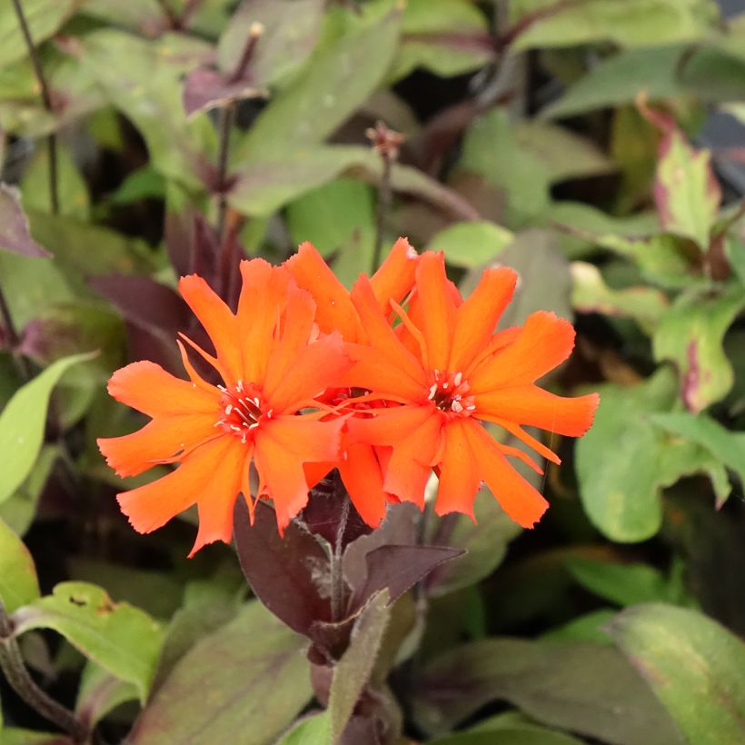 Lychnis Arkwrightii Vesuvius (Floraison)