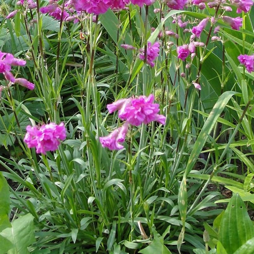 Lychnis alpina Rosea- Lychnis des Alpes Rosea - Silene suecica - Viscaria alpina (Foliage)