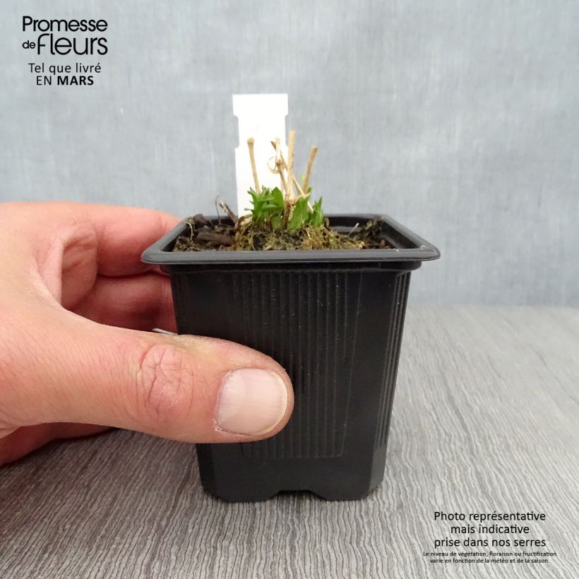 Example of Lychnis chalcedonica Croix de Malte Godet de 8/9 cm as you get in printemps