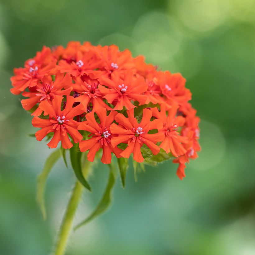 Lychnis chalcedonica Croix de Malte (Flowering)