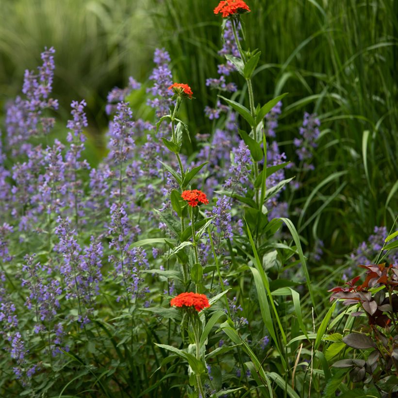 Lychnis chalcedonica Croix de Malte (Plant habit)
