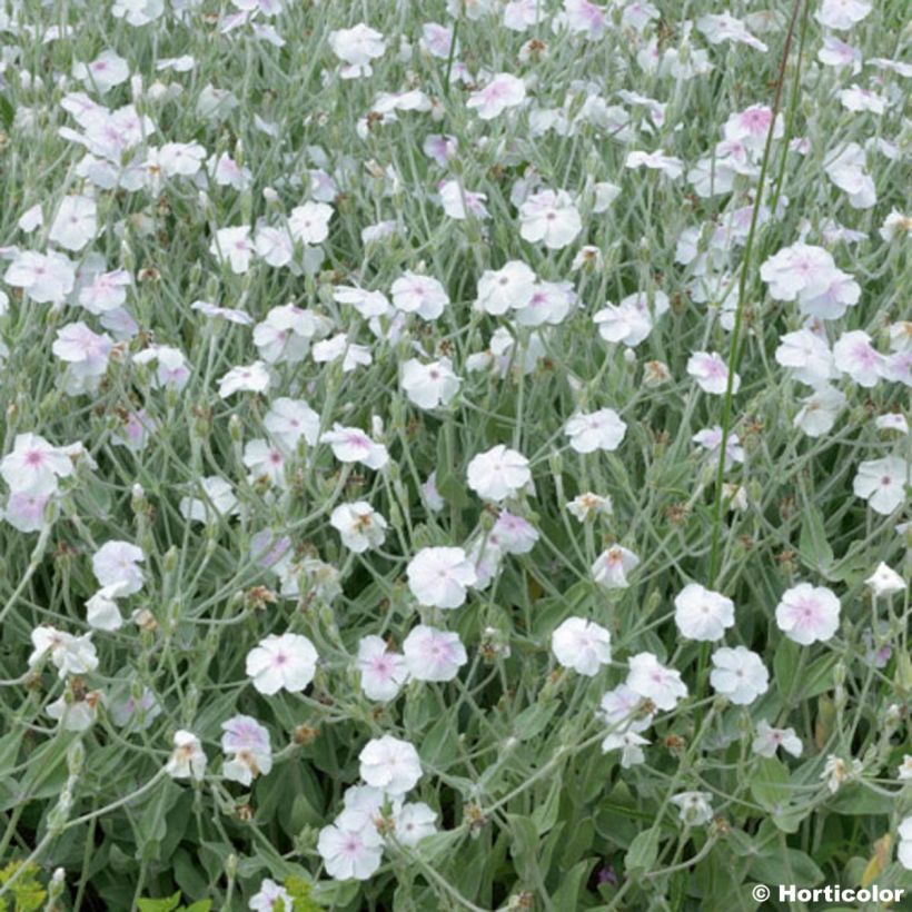 Lychnis coronaria Alba - Coquelourde des jardins blanche (Flowering)