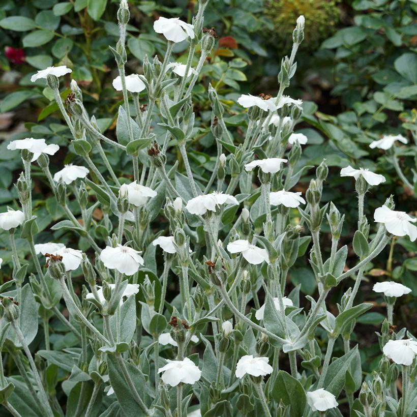 Lychnis coronaria Alba - Coquelourde des jardins blanche (Plant habit)