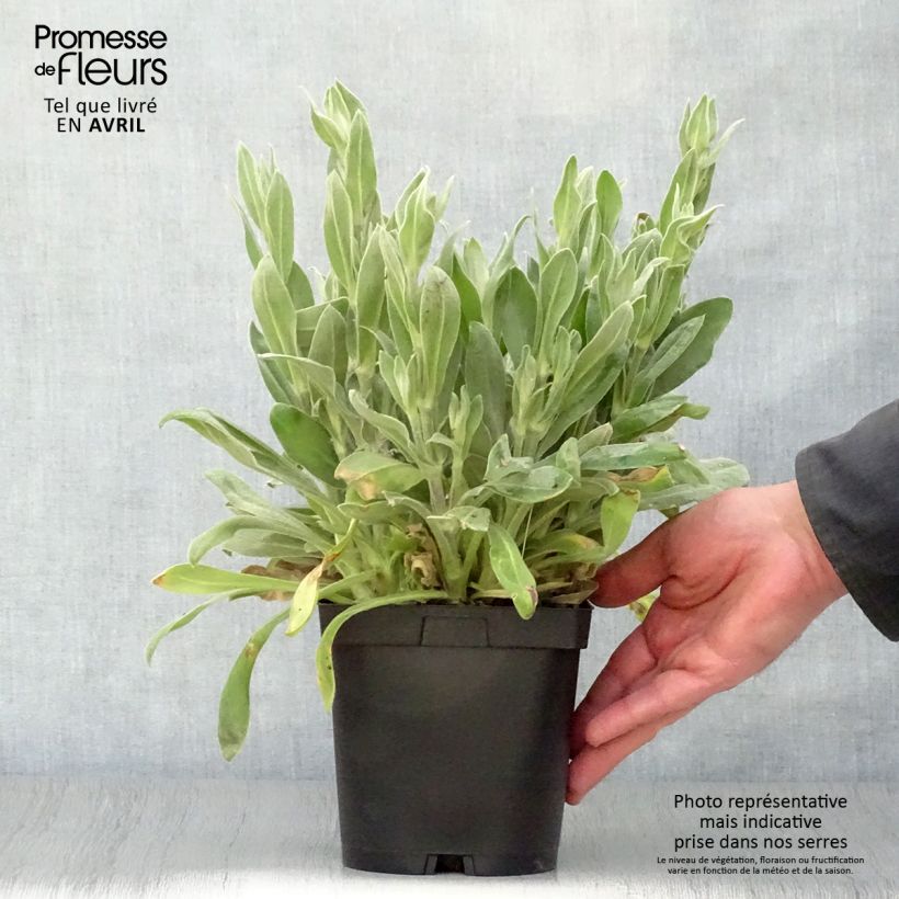 Example of Lychnis coronaria Alba - Coquelourde des jardins blanche Pot de 2L/3L as you get in printemps