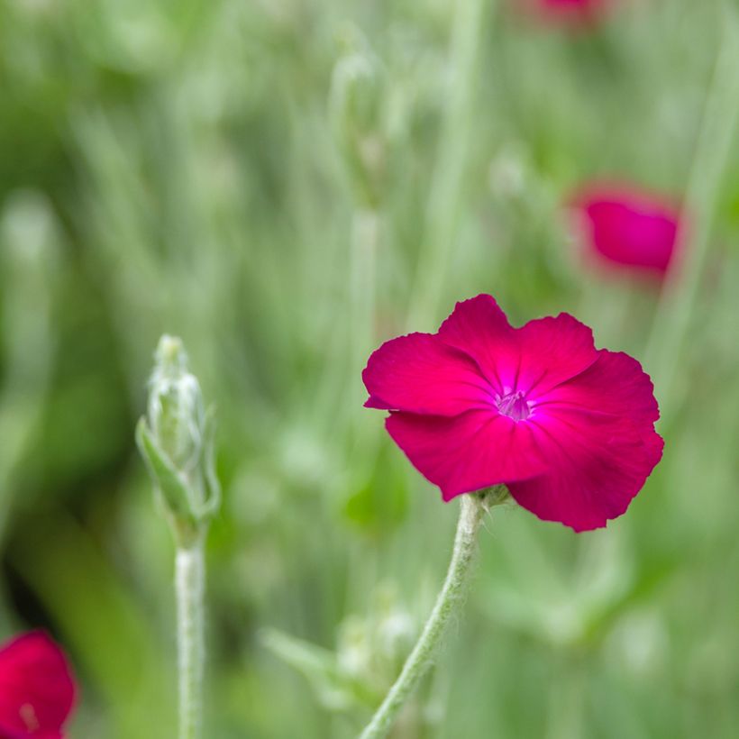 Lychnis coronaria Atrosanguinea - Coquelourde des Jardins (Flowering)