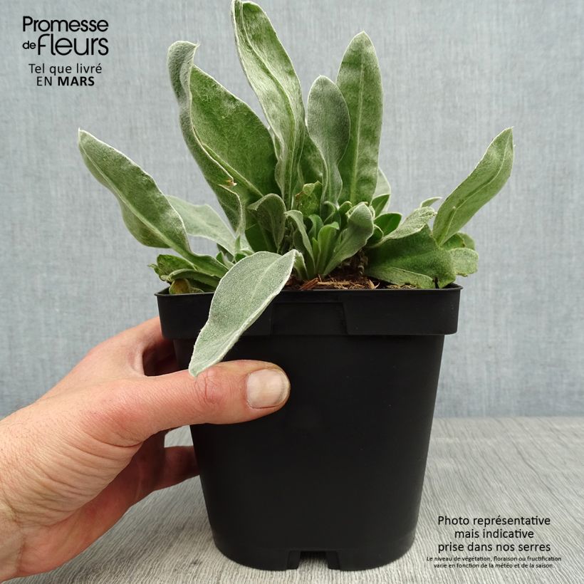 Example of Lychnis coronaria Atrosanguinea - Coquelourde des Jardins Pot de 2L/3L as you get in printemps