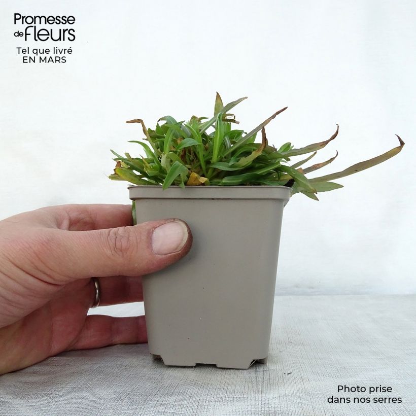 Example of Lychnis flos cuculi Jenny - Oeillet des prés rose  Godet de 7/8 cm as you get in printemps