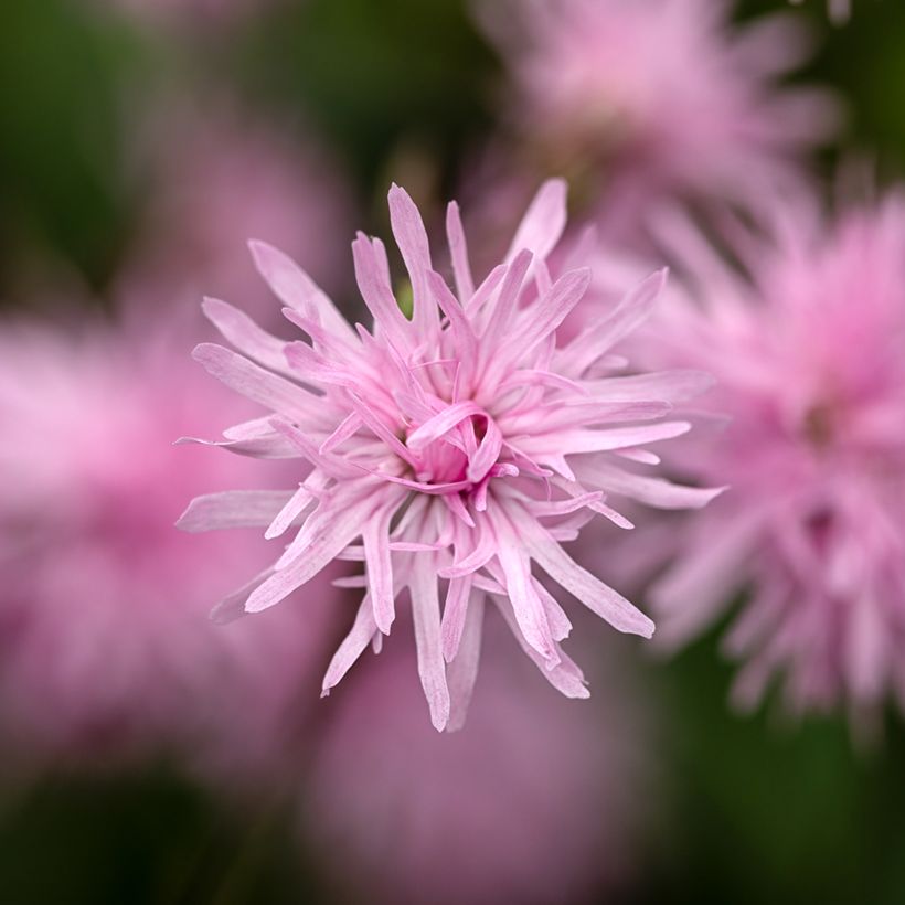 Lychnis flos cuculi Jenny - Oeillet des prés rose  (Flowering)