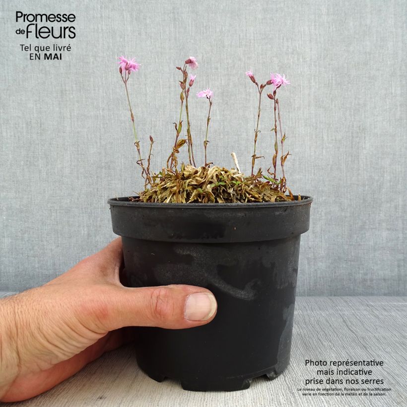 Example of Lychnis flos cuculi Jenny - Oeillet des prés rose  Pot de 2L/3L as you get in printemps