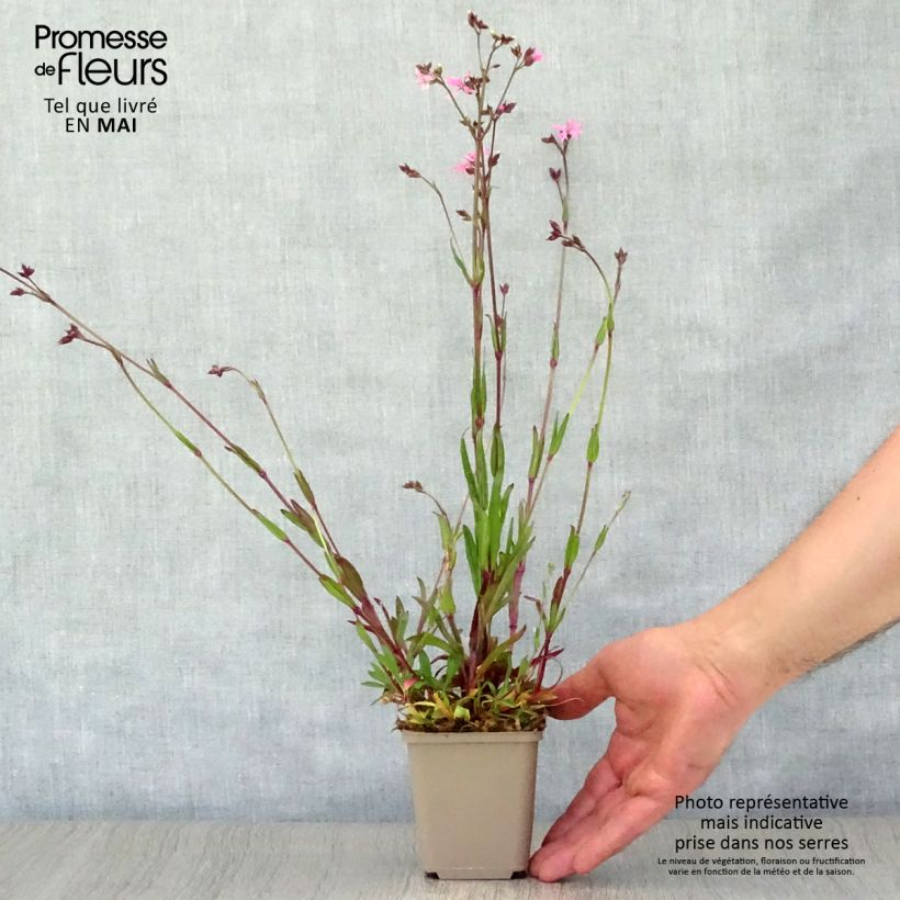 Example of Lychnis flos-cuculi - Oeillet des près Godet de 8/9 cm as you get in printemps