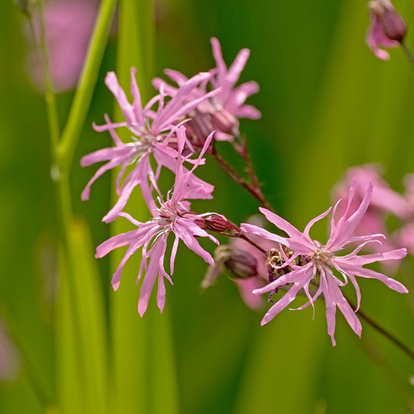 Lychnis flos-cuculi - Oeillet des près (Flowering)